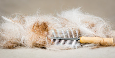 Fluffy hair and comb after a molting dog combing. Molt season, pet supplies.の写真素材