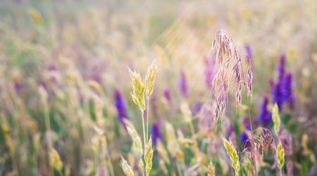 Landscape banner of flowering grass in spring. Pollen allergy, allergen plants background.の写真素材
