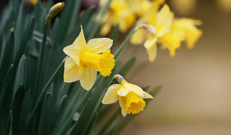 Blooming easter daffodil flowers. Spring forward, springtime, floral background.の写真素材