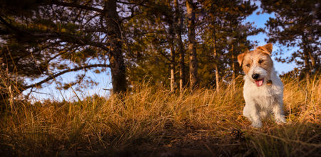 Jack russell terrier hunting dog sitting in the forest grass, web banner. Trip in the nature with...