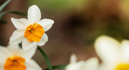 Blooming daffodil flower. Spring forward, springtime, easter floral banner background.