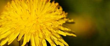 Blooming dandelion, healthy edible flower concept. Spring, summer nature banner or background.の写真素材