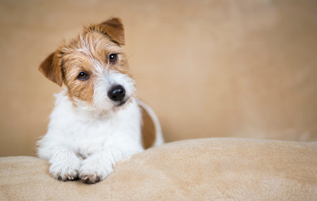 Face of a happy cute jack russell terrier puppy as pricking up her ears. Pet dog background.の写真素材