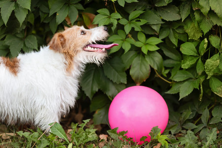Thirsty panting dog with her toy. Pet in summer concept.の写真素材