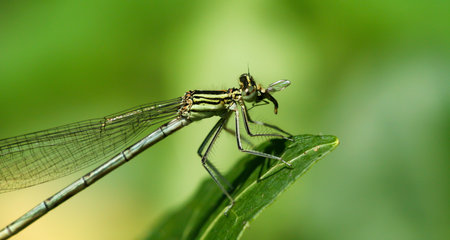 Insect predator dragonfly is eating a fly, close up. Wildlife in the nature in summer.