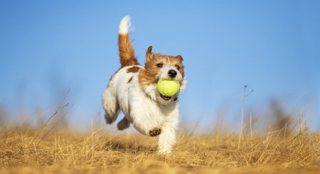 Happy hyperactive dog runs and brings back her tennis toy ball in the grass. Pet banner, background.の写真素材