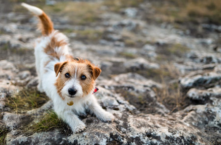 Cute healthy dog is stretching. Health of dog muscles and mobility, pet fitness concept.の写真素材