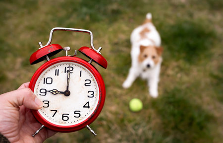 An alarm clock and a small dog with her toy ball in the grass. Time for playing. Pet training.の写真素材