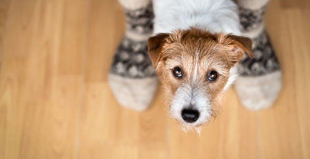 Small dog sitting between her owner's legs with socks. Relationship of human and animal.の写真素材