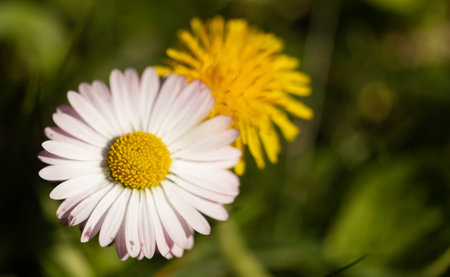 Blooming daisy and dandelion, healthy edible flowers concept. Spring, summer nature background.の写真素材