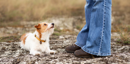 Happy cute dog looks at her owner. Relationship and trust of human and pet.の写真素材