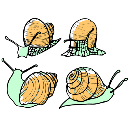Set of four snails on a white backgroundのイラスト素材