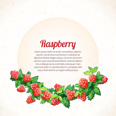 Vector illustration. Texture watercolor background with watercolor  raspberry and leaves. Organic Food.のイラスト素材