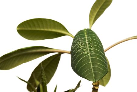  	Plant with water dropsの写真素材