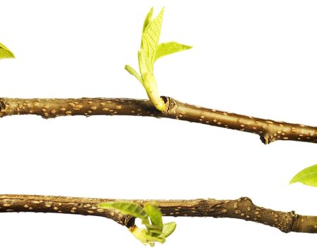Plant on white.