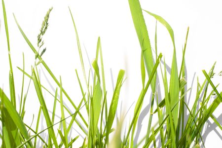 Green Grass isolated on white backgroundの写真素材