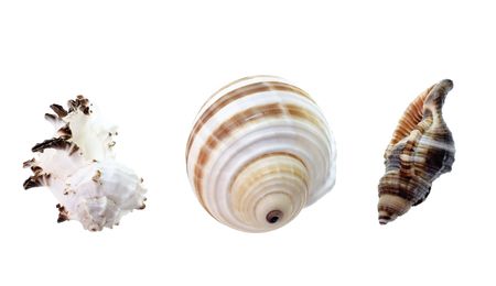 seashells isolated on whiteの写真素材