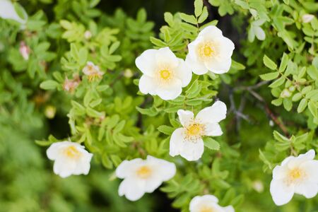 Spring flower blossomの写真素材