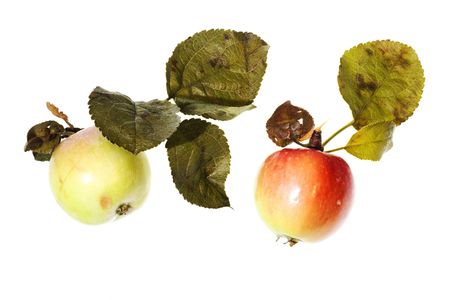 wild applesの写真素材