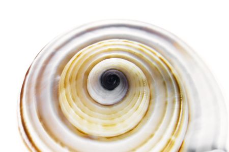 seashellの写真素材