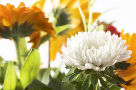 flowersの写真素材
