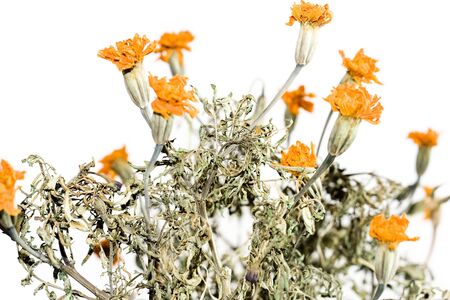 flowersの写真素材