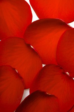 rose petals