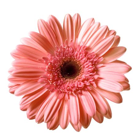beautiful flower closeupの写真素材