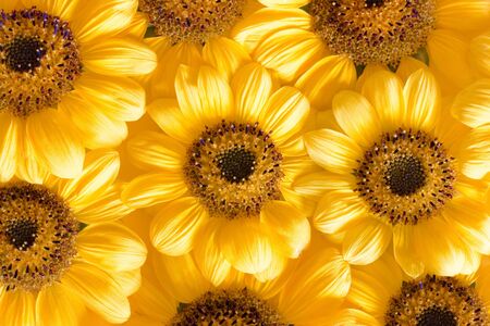 sunflowers