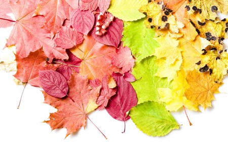 Autumn leaves の写真素材