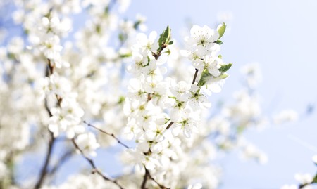 flower blossom of Spring flowersの写真素材
