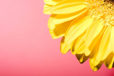 Beautiful Daisy の写真素材