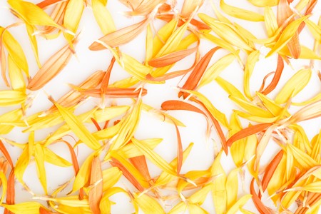 Daisy Petals Backgroundの写真素材