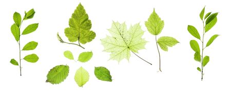 Leaves isolated on white background の写真素材