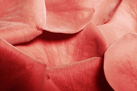 Rose Petals  の写真素材