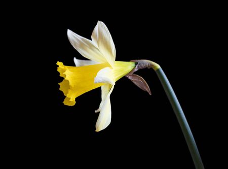 flowerの写真素材