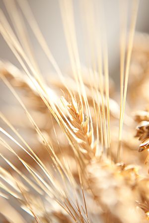 Golden wheat close up background.の写真素材