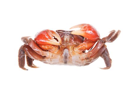 Crab isolated on white background.の写真素材