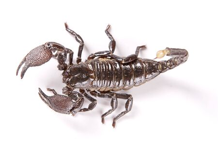 Scorpion isolated on white background.