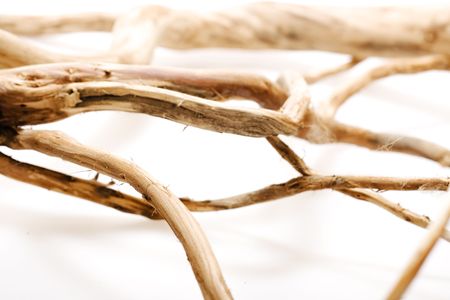 wooded branch isolated on white
