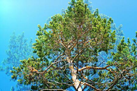 tree backgroundの写真素材
