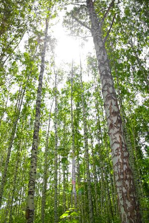 sun in the forest scene