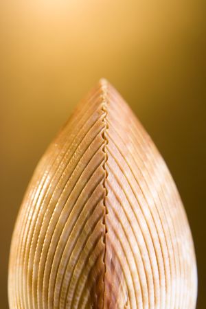 shell on bright golden background
