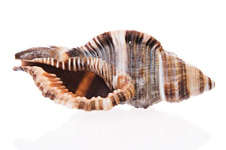 Seashell isolated on white background.
