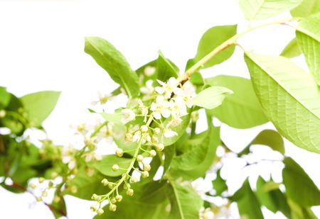 flower isolated on white backgroundの写真素材
