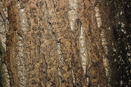 Close up of Wood Background