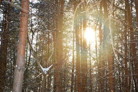 ordinary solar beams in a quiet woodの写真素材