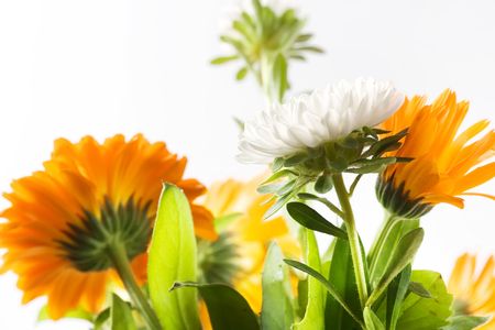 flowers isolated on white backgroundの写真素材