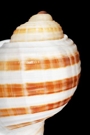 seashell isolated on black backgroundの写真素材