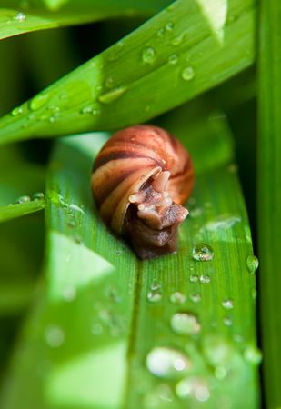 small snail on green leafの写真素材